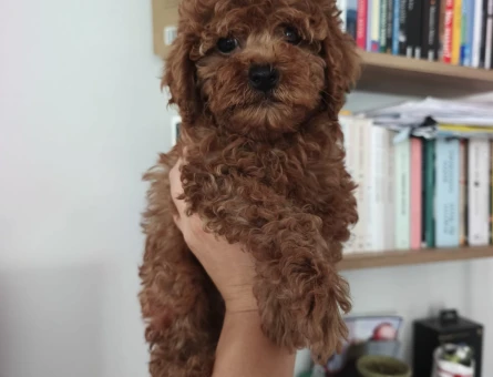 İzmir'den Harika Toy poodle 2 Aylık Yavrular - 5539