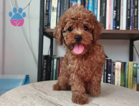 İzmir'den Harika Toy poodle 2 Aylık Yavrular