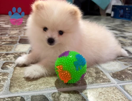 3 aylık Yavru Pomeranian Boo 3 Aylık Yavru Bebeklerimiz
