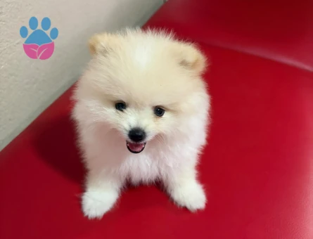 3 aylık Yavru Pomeranian Boo 3 Aylık Yavru Bebeklerimiz - 5541