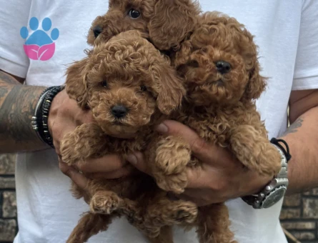 Toy Poodle 2 Aylık Bebekler - 5542