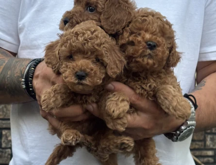 Toy Poodle 2 Aylık Bebekler - 5542