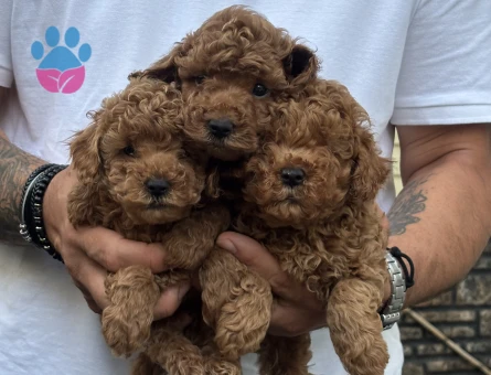Toy Poodle 2 Aylık Bebekler