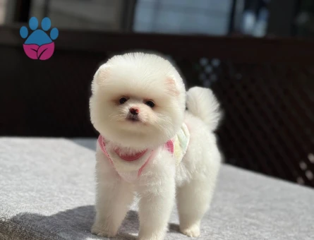 Ayıcık Surat Pomeranian Boo | Ruhsatlı ve Sağlık Garantili