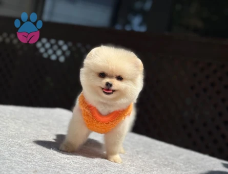 Premium Pomeranian Boo Yavrusu | Sağlık ve Irk Garantili - 5546