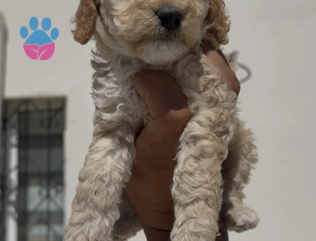 Irk ve sağlık garantili Maltipoo bebekler - 5550