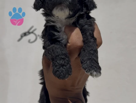 Irk ve sağlık garantili Maltipoo bebekler