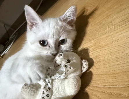 British shorthair yavrumuz - 5553