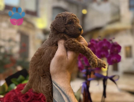 Irk ve sağlık garantili Toypoodle yavrularımız.