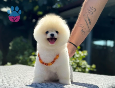 Harika Renk Pomeranian Boo Safkan TeddyBear Bebekler