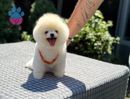 Harika Renk Pomeranian Boo Safkan TeddyBear Bebekler