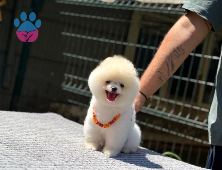 Harika Renk Pomeranian Boo Safkan TeddyBear Bebekler