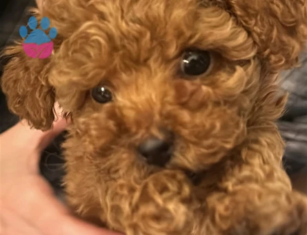 Gerçek toy poodle, dişi - 5109 - Görsel 2