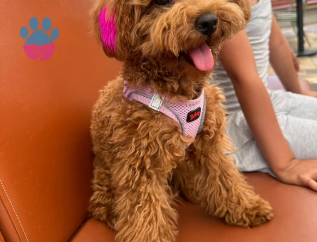 Gerçek toy poodle, dişi - 5109 - Görsel 3