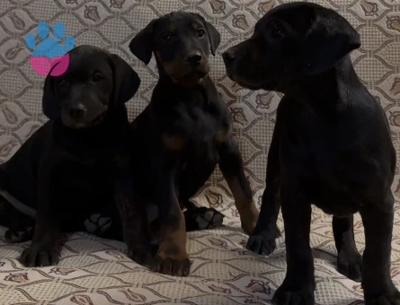 Irk ve sağlık garantili Doberman yavrularımız.