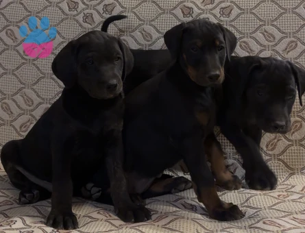 Irk ve sağlık garantili Doberman yavrularımız.