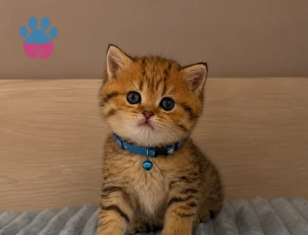 British Shorthair Yakışıklı Bey Golden Tabby Erkek - 5559