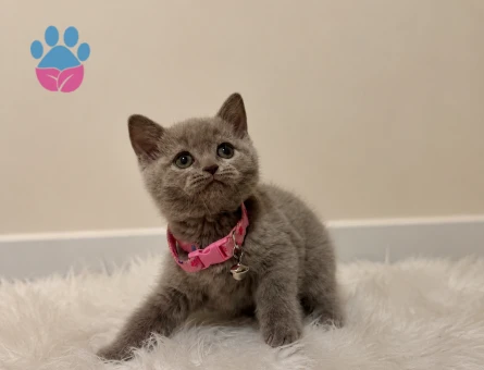 Lilac Renk British Shorthair Prensesimiz - 5561