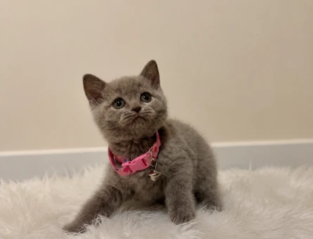 Lilac Renk British Shorthair Prensesimiz - 5561