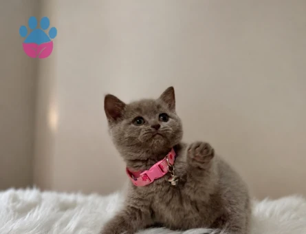 Lilac Renk British Shorthair Prensesimiz
