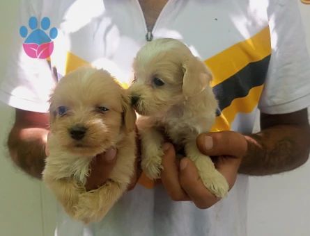 Bursa'dan Safkan Maltipoo bebekler