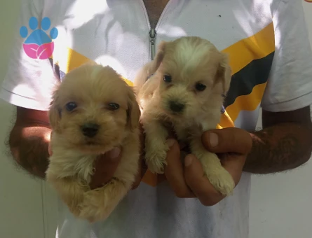 Bursa'dan Safkan Maltipoo bebekler