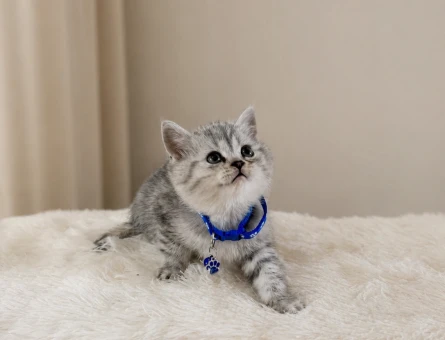 British Shorthair Silver Tabby Erkek Top Kafa Yavrumuz - 5564