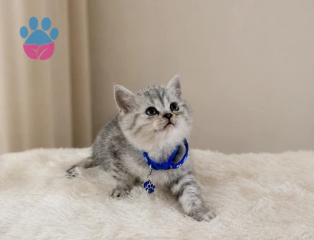 British Shorthair Silver Tabby Erkek Top Kafa Yavrumuz