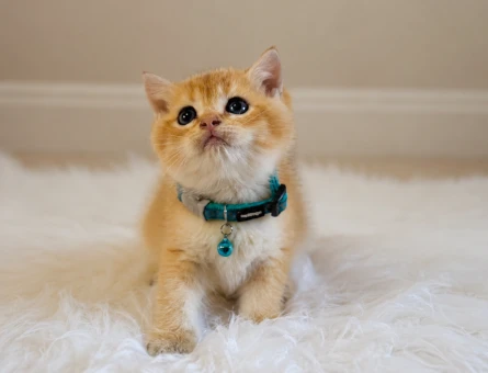 British Shorthair Erkek Golden Yavrumuz - 5567