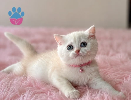 Keyfine Düşkün British Shorthair Dişi Yavrumuz - 5570