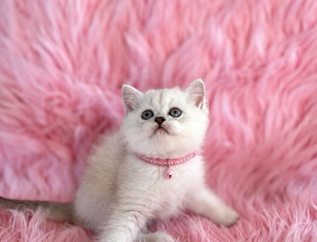 British Shorthair Golden Point Yavrumuz - 5571