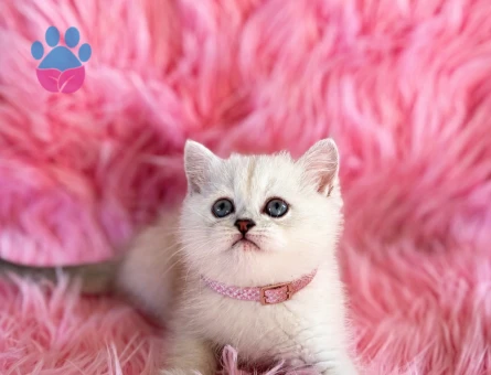 British Shorthair Golden Point Yavrumuz