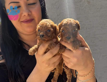 Sağlık ve ırk garantili kore poodle yavrularım
