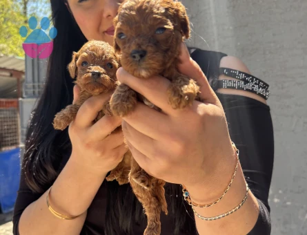 Sağlık ve ırk garantili kore poodle yavrularım