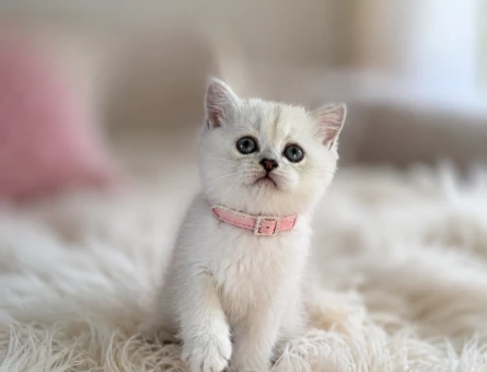 British Shorthair Point Güzelliklerimiz - 5574