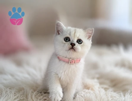 British Shorthair Point Güzelliklerimiz