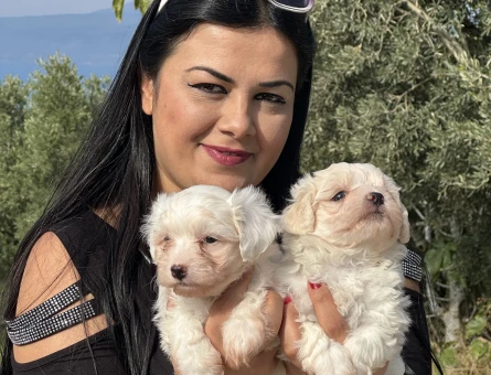 Safkan Maltese terrier yavrularım - 5573