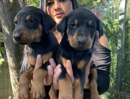 Sağlık ve ırk garantili üst kalite doberman yavrularım - 5575