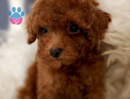 Oyuncak Toy Poodle - 5576