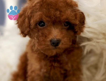 Oyuncak Toy Poodle