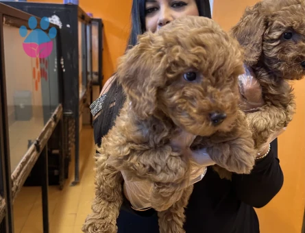 Ufacık toy poodle yavrularım