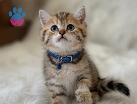 British Shorthair Golden Tabby Black Yavrumuz - 5582