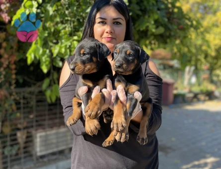Safkan king doberman yavrularım - 5579