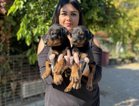 Safkan king doberman yavrularım - 5579