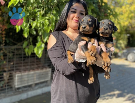 Safkan king doberman yavrularım