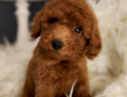 Afacan Toy Poodle Erkek Yavrumuz - 5580