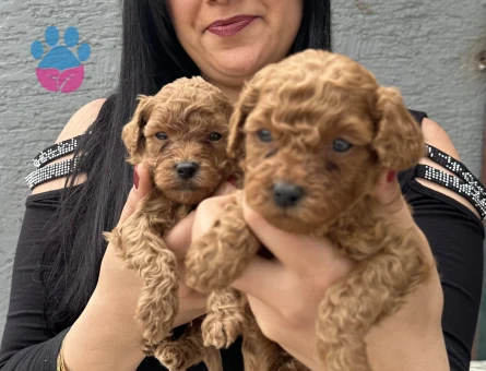 Ufacık toy poodle yavrularım