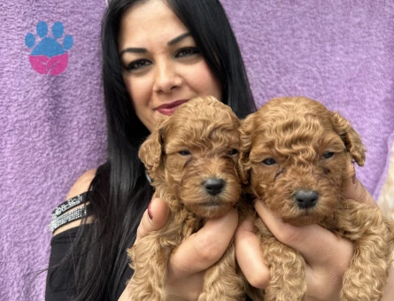 Ufacık toy poodle yavrularım