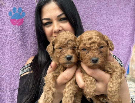 Ufacık toy poodle yavrularım