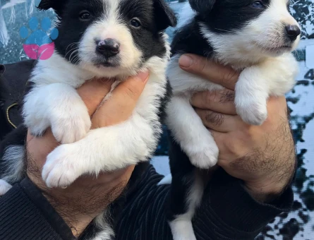Zeka küpü border collie yavrularım